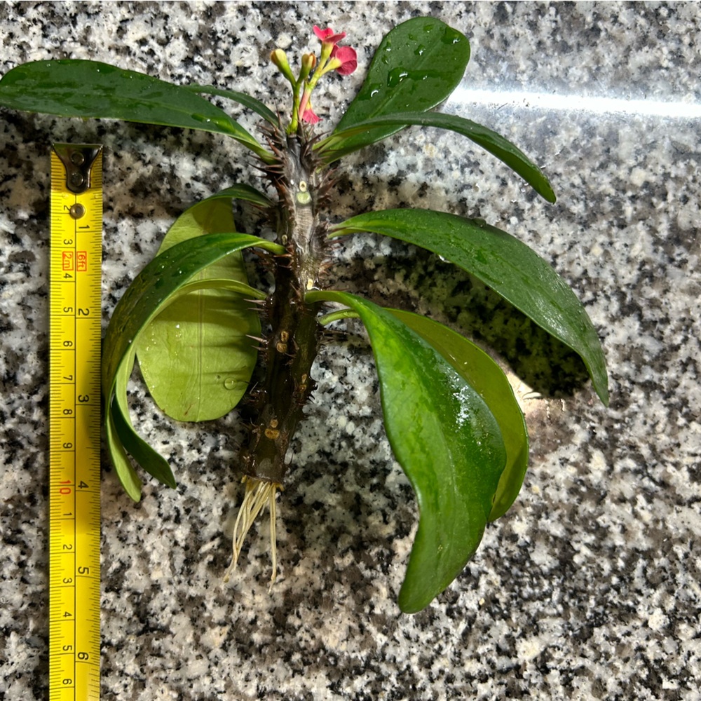 Crown of thorns cutting - Picture 4 of 7